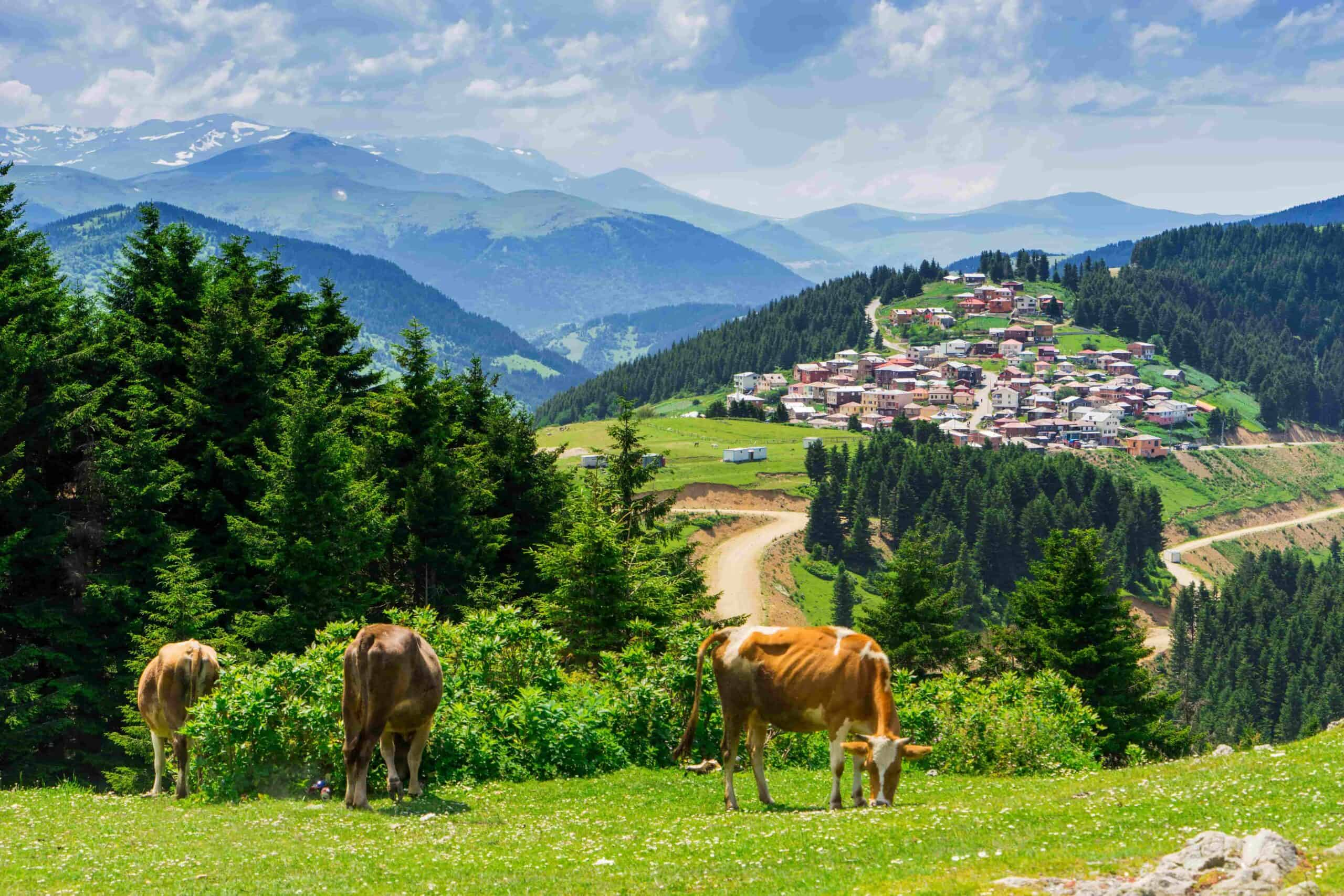 Giresun